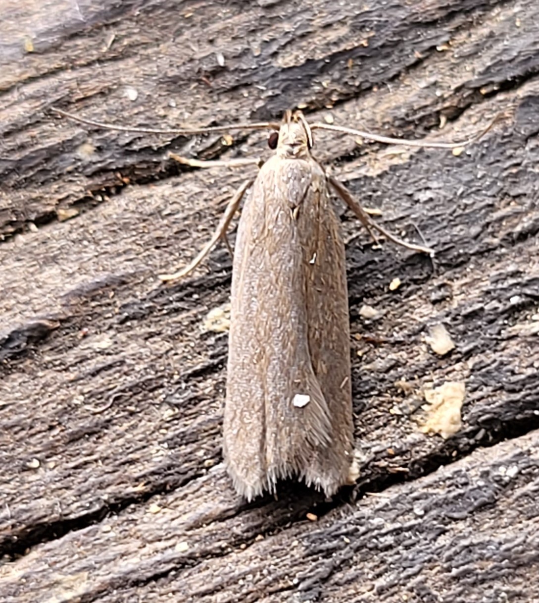 Photo of Ash-coloured Sober (Acompsia cinerella)